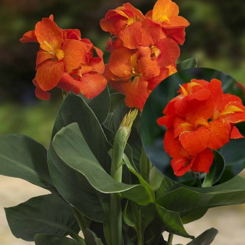 Canna 'Happy Cleo' - Kanna 'Happy Cleo'